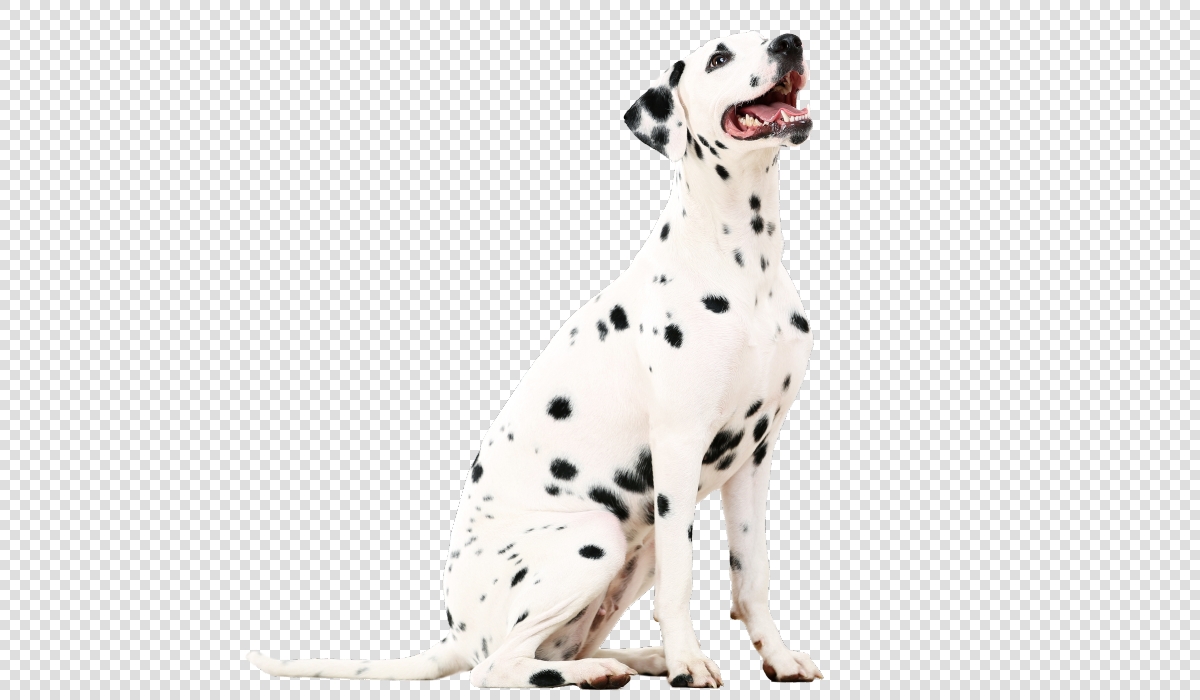 Cane bianco con macchie nere con sfondo trasparente