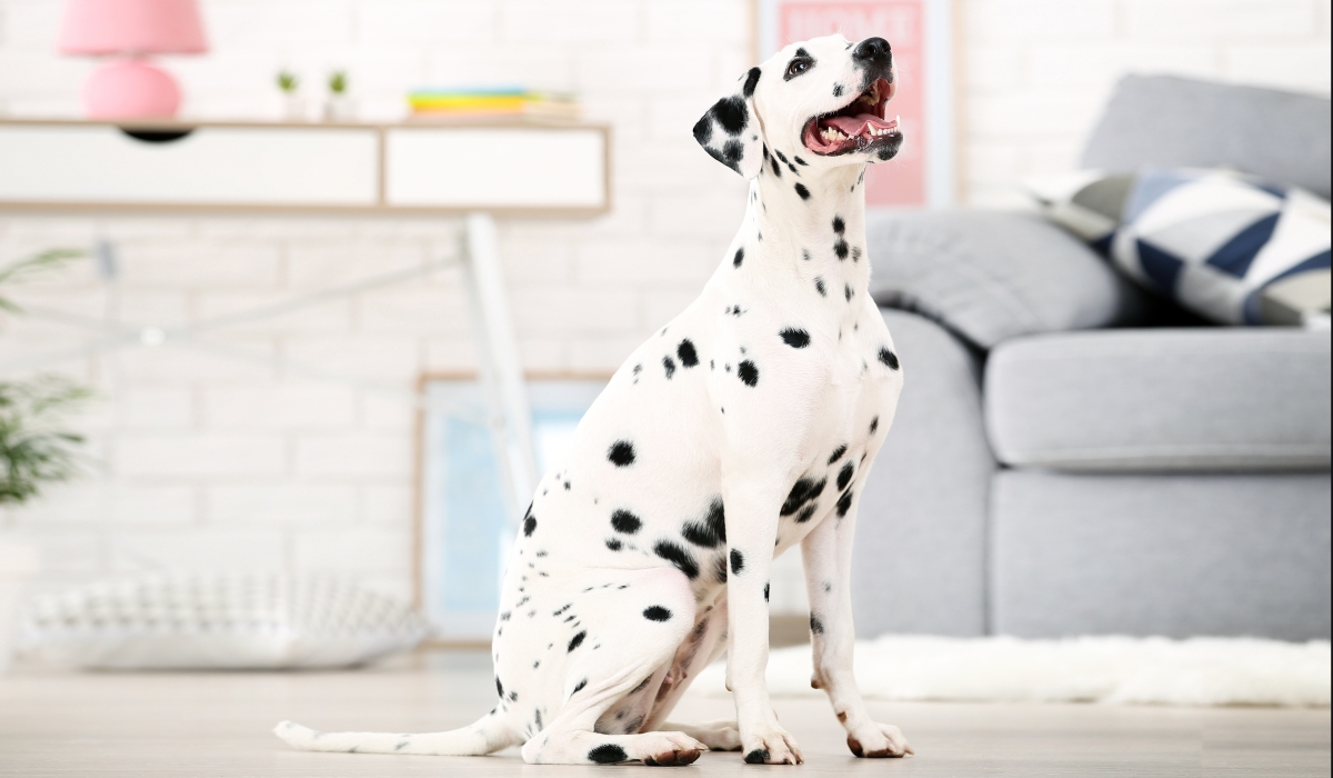Cane bianco a macchie nere seduto davanti al divano